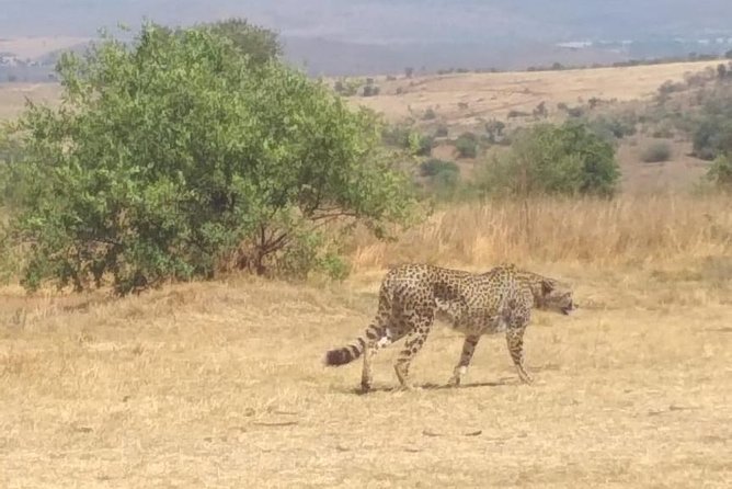 Pilanesberg and Sun City Tour - How the game drive works in practice