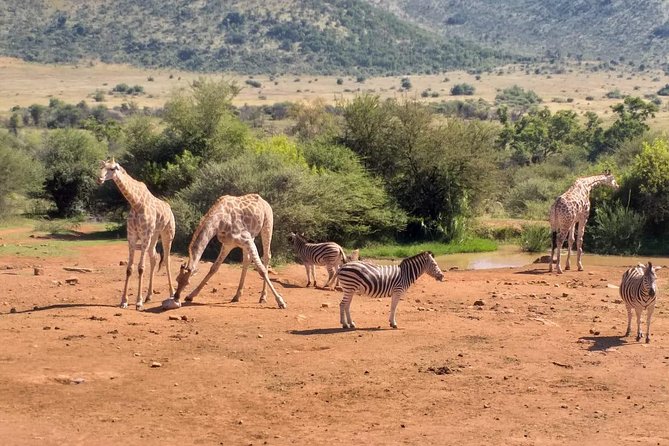 Pilanesberg and Sun City Tour - What the ratings tell you