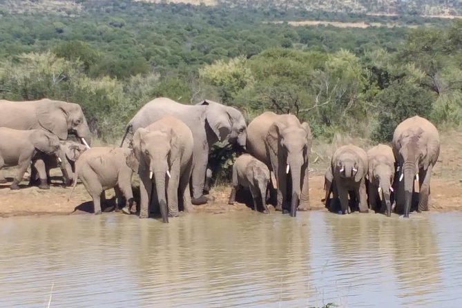 Pilanesberg and Sun City Tour - Who should book this day trip?