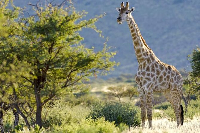Pilanesberg Full Day Safari - Key points at a glance