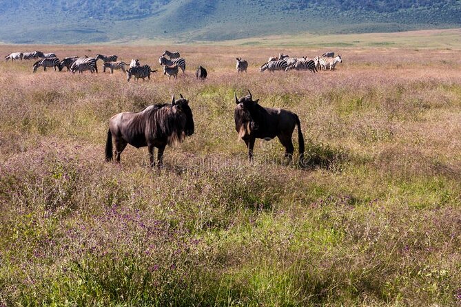Pilanesberg Full Day Safari - What the seven-hour day looks like