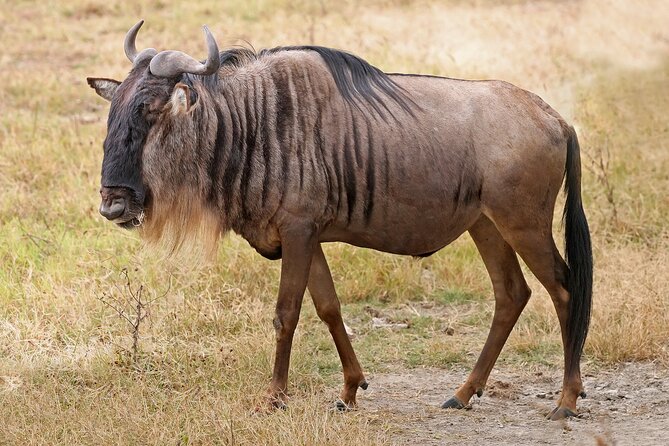 Pilanesberg Full Day Safari - The guide can make or break the outing
