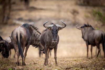 Pilanesberg Full Day Safari