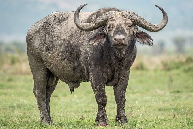 Pilanesberg Full Day Safari - What the $175 price includes
