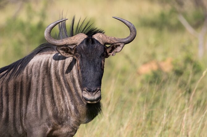 Pilanesberg Full Day Safari - Who will get the most from this safari