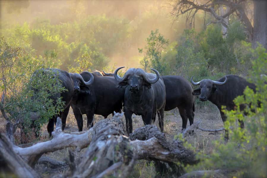 Pilanesberg: Full-Day Safari Adventure from Johannesburg - Leaving Johannesburg for Pilanesberg