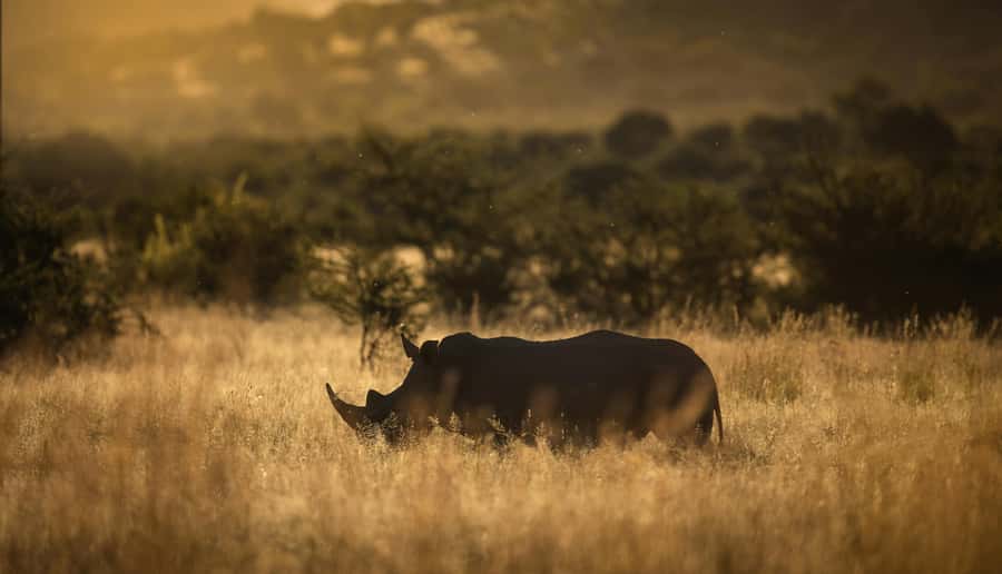 Pilanesberg: Full-Day Safari Adventure from Johannesburg - Entering an Ancient Volcanic Crater