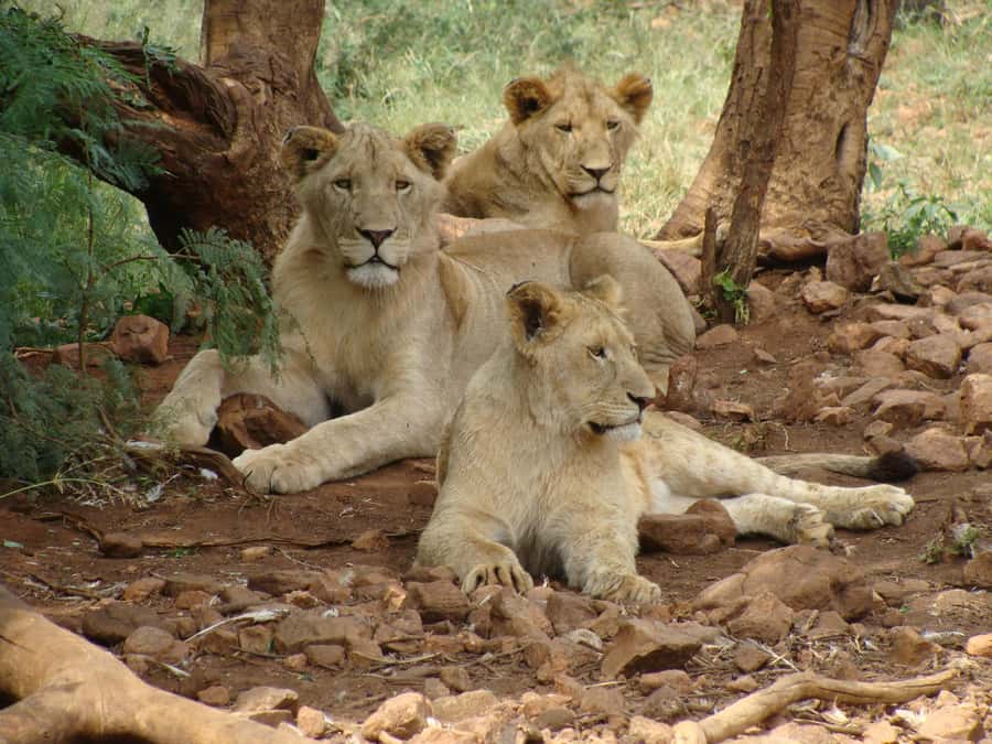 Pilanesberg: Full-Day Safari Adventure from Johannesburg - Useful Preparation Before Pickup