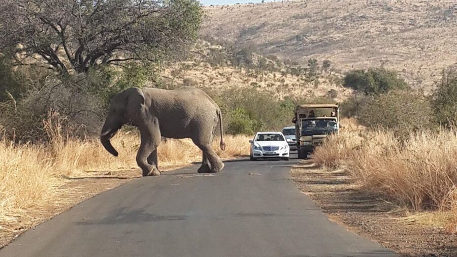 Pilanesberg Full-Day Shared Safari with Sun City Visit - Key points to know before booking