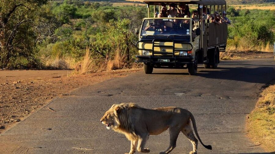 Pilanesberg Full-Day Shared Safari with Sun City Visit - Pilanesberg’s volcanic setting