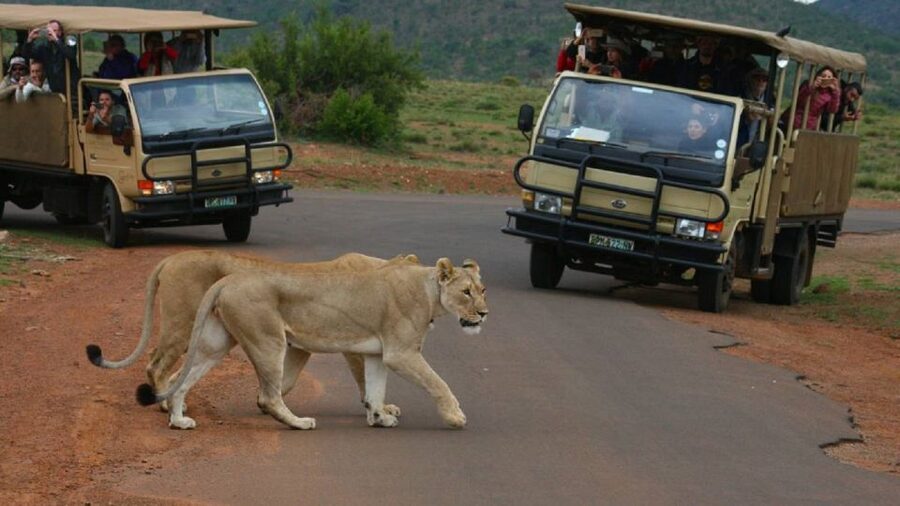 Pilanesberg Full-Day Shared Safari with Sun City Visit - The 6:00 AM departure from Johannesburg