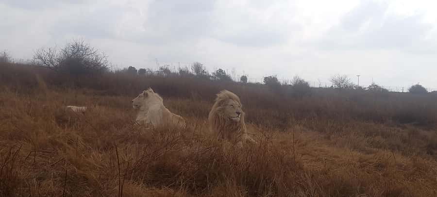 Pilanesberg National Park - Key Points Before You Book