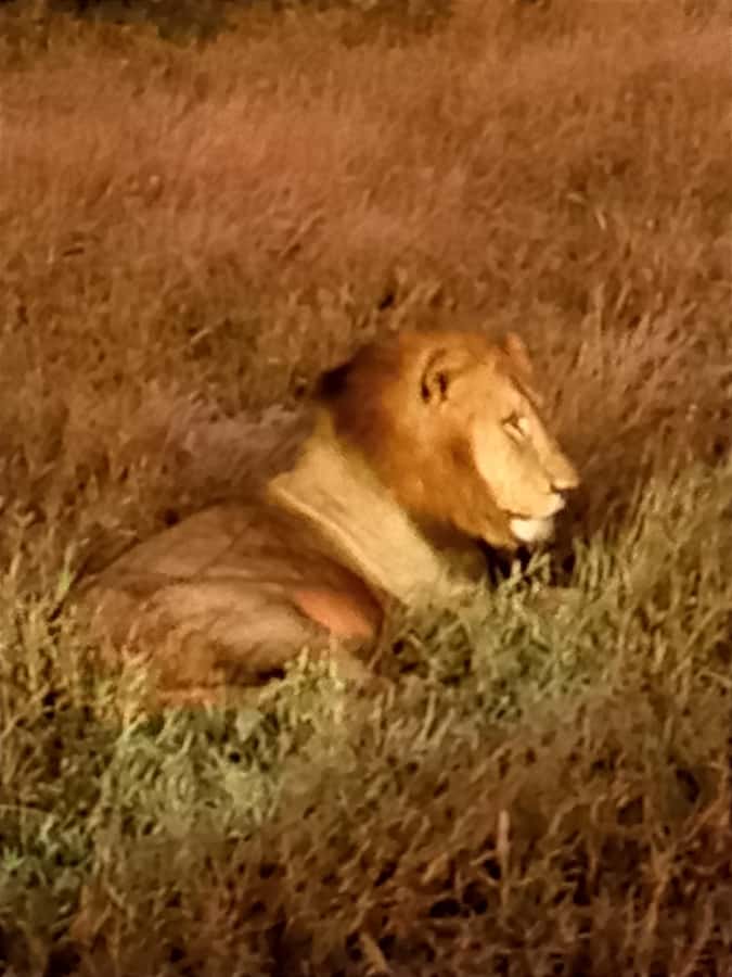 Pilanesberg National Park - Six Hours in an Open 4x4