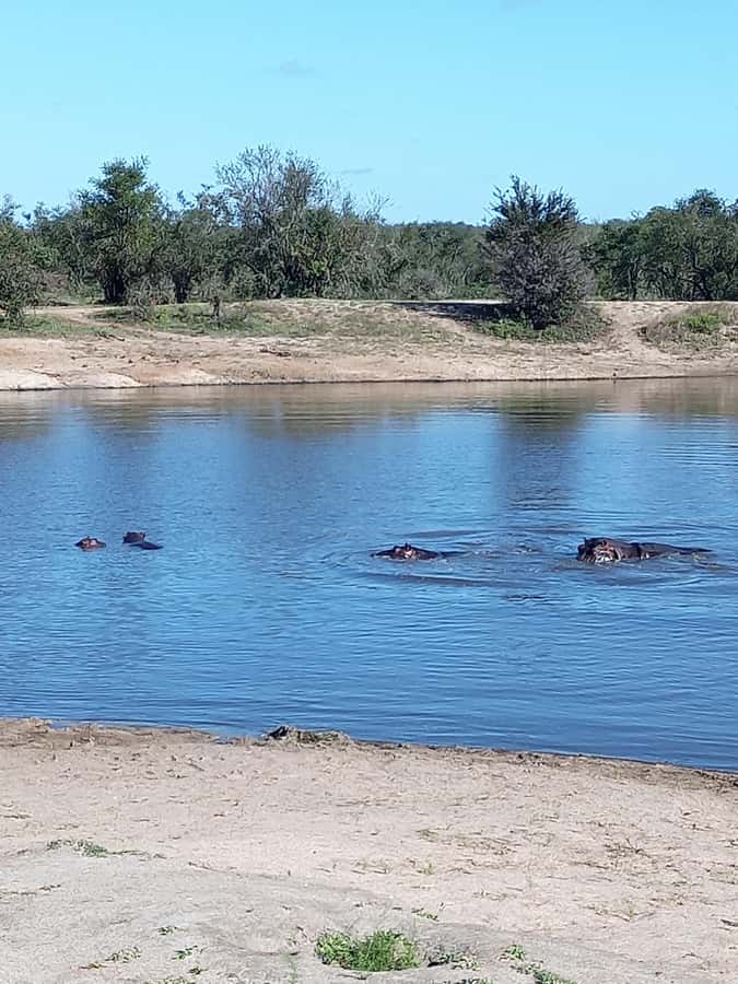 Pilanesberg National Park - The Big Five Search and Realistic Expectations