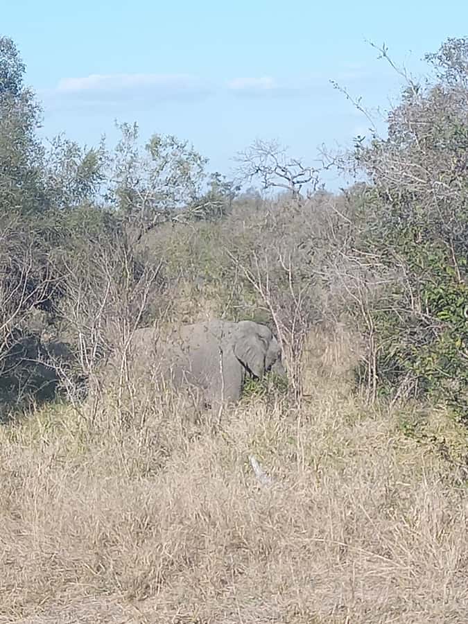 Pilanesberg National Park - Midday Lunch: Useful, Included, and Potentially Slow