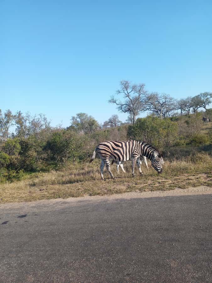 Pilanesberg National Park - Leaving the Park and Returning to Gauteng