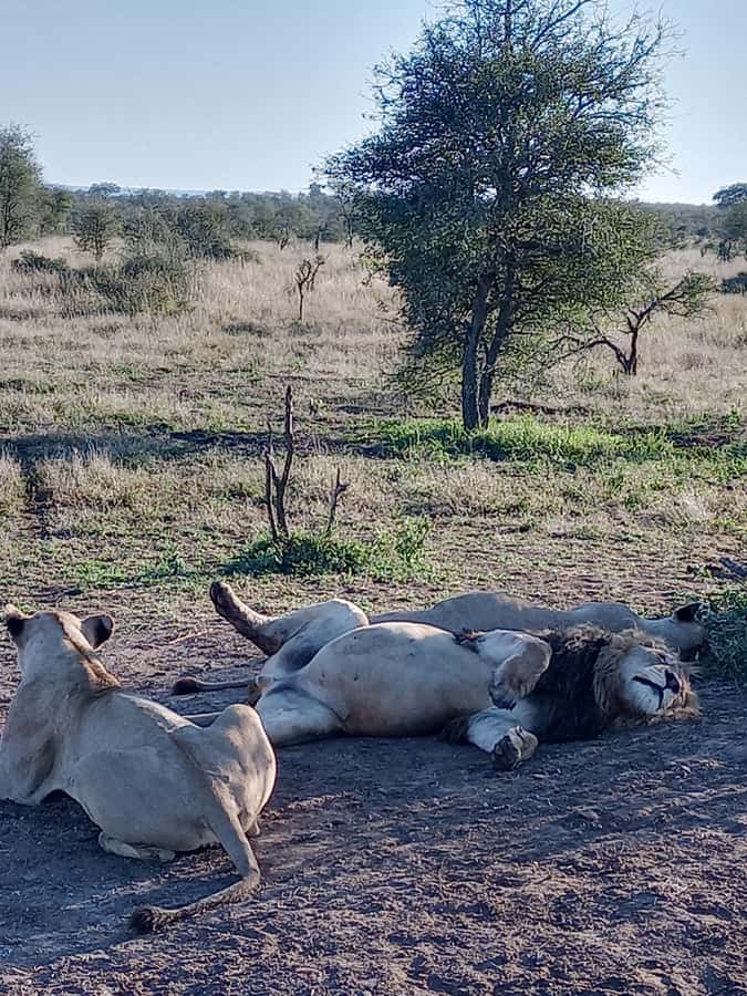 Pilanesberg National Park - Who Will Enjoy This Day Most