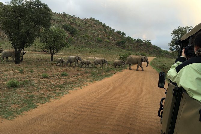 Pilanesberg National Park Safari from Johannesburg - Why Pilanesberg works for a short Johannesburg safari