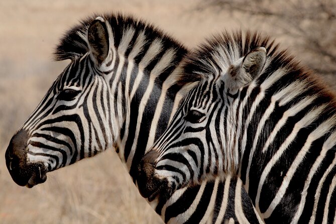 Pilanesberg National Park Safari in Open Vehicle from Johannesburg - Why Pilanesberg works from Johannesburg