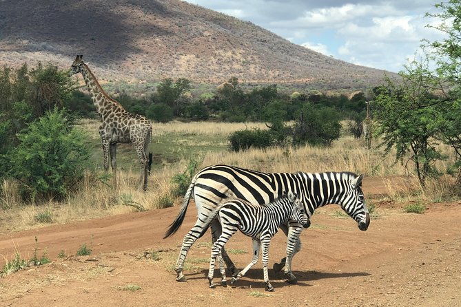 Pilanesberg National Park Safari in Open Vehicle from Johannesburg - Three hours searching for the Big Five