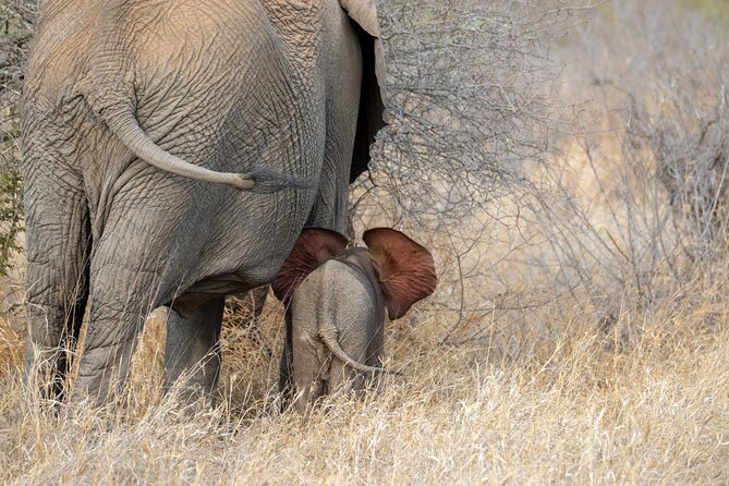 Pilanesberg National Park Safari in Open Vehicle from Johannesburg - The afternoon pause and return to Johannesburg