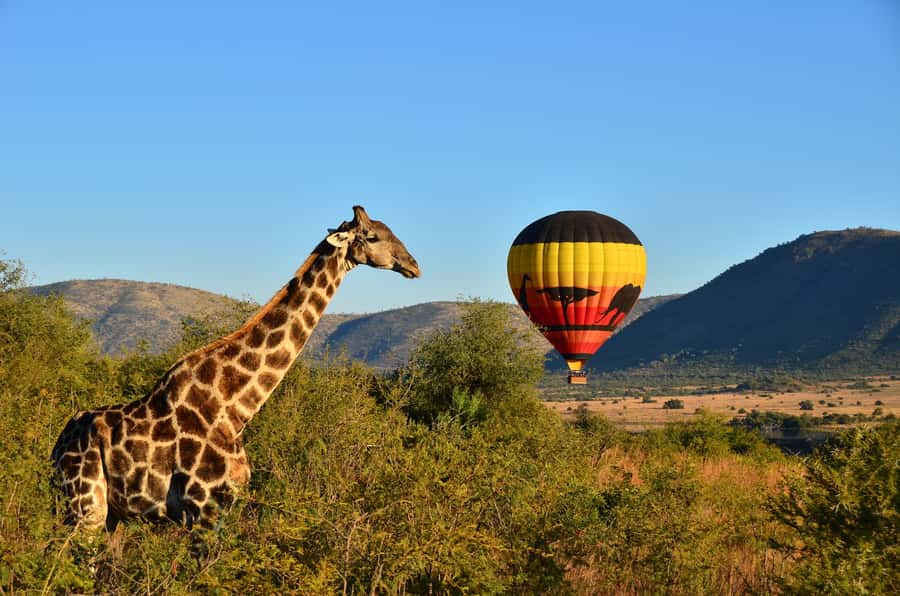 Pilanesberg National Park/Sun City Hot Air Balloon Safari - Why a balloon is a different kind of safari