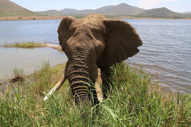 Pilanesberg Nature Reserve - Pilanesberg safari highlights at a glance