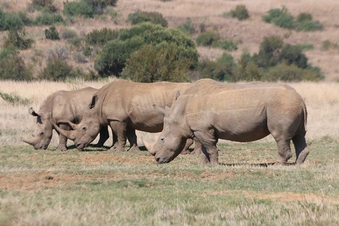 Pilanesberg Nature Reserve - Why Pilanesberg works well as a day safari
