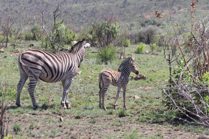 Pilanesberg Nature Reserve - Open-vehicle game drives and the search for animals