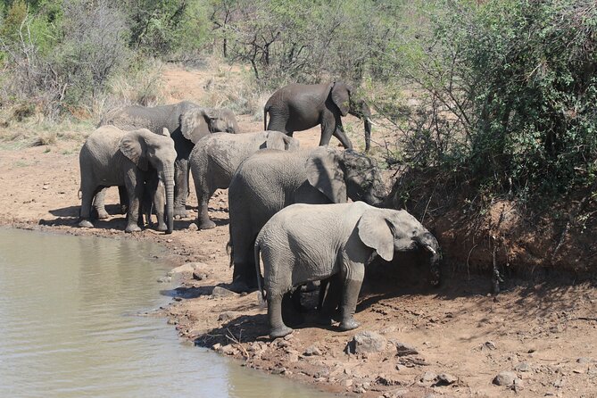 Pilanesberg Nature Reserve - Lunch at Zebra Crossing Restaurant