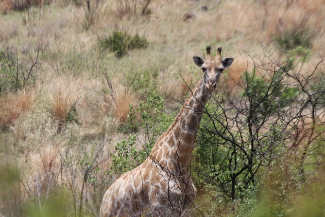 Pilanesberg Nature Reserve - The $229.31 price and what it covers