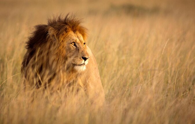 Pilanesberg Nature Reserve & Safari Park Lion Private - The key points at a glance