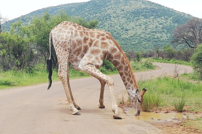 Pilanesberg Nature Reserve & Safari Park Lion Private - Rhino and Lion Nature Reserve for the second encounter