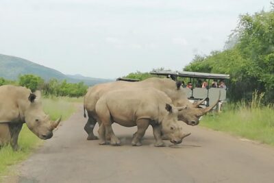 Pilanesberg Nature Reserve & Safari Park Lion Private