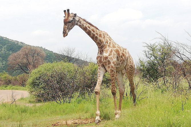 Pilanesberg Nature Reserve & Safari Park Lion Private - Lunch is the biggest practical question