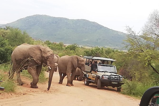 Pilanesberg Nature Reserve & Safari Park Lion Private - The price, the time, and the trade-off