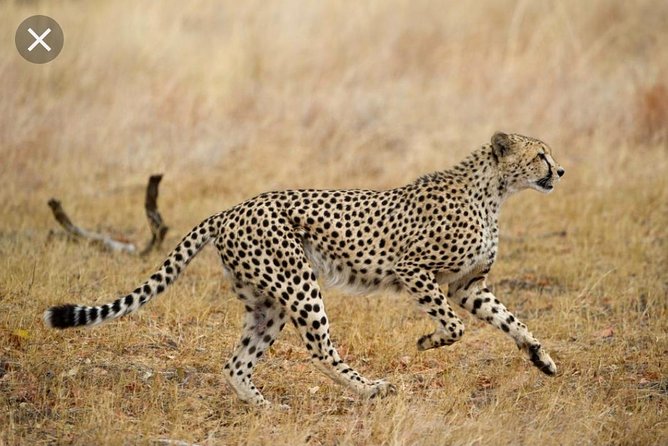 Pilanesberg Nature Reserve & Safari Park Lion Private - What to bring for a 10-hour wildlife day