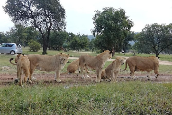 Pilanesberg Nature Reserve & Safari Park Lion Private - Who will get the most from this tour