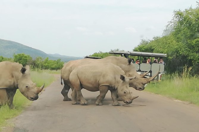 Pilanesberg Nature Reserve & Safari Park Lion Private - What the private format really gives you