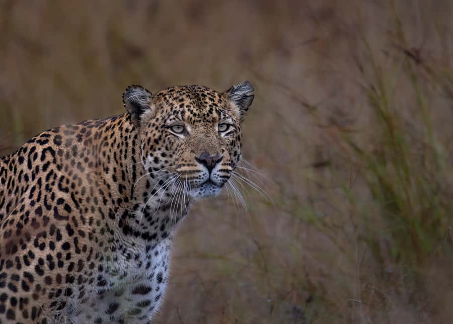 Pilanesberg Prestige Safari - Key points to know before booking