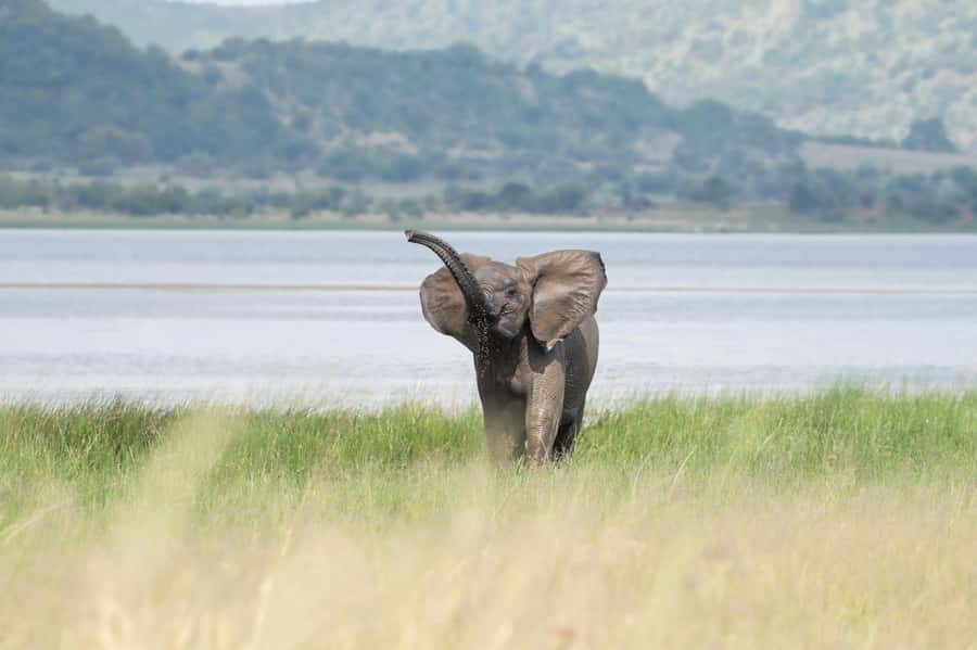 Pilanesberg Prestige Safari - Why Pilanesberg works for a short safari