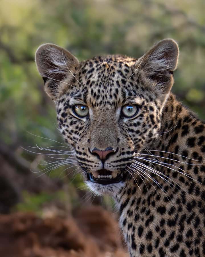 Pilanesberg Prestige Safari - What the first game drive is really about