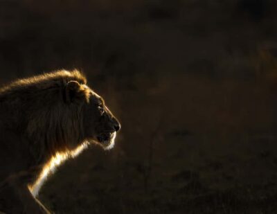 Pilanesberg Prestige Safari