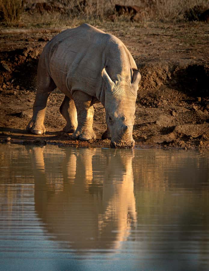 Pilanesberg Prestige Safari - Finding the Big Five in Pilanesberg