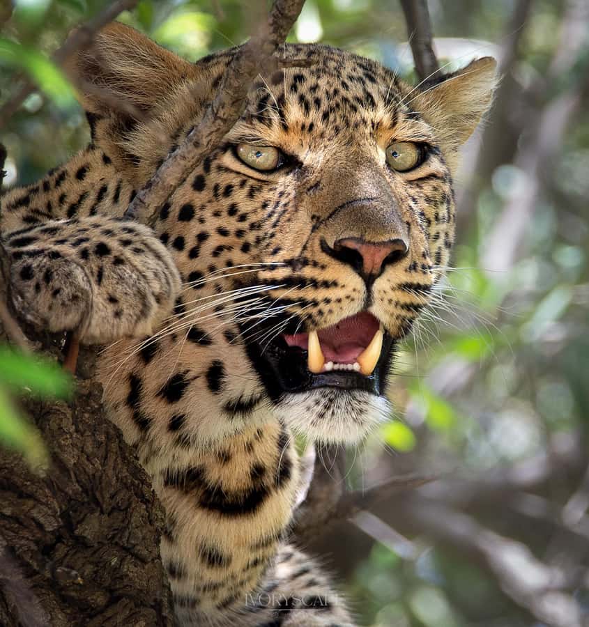 Pilanesberg Prestige Safari - What the 3-day option adds