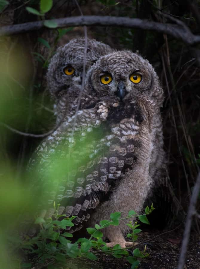 Pilanesberg Prestige Safari - The guide can make or break the safari