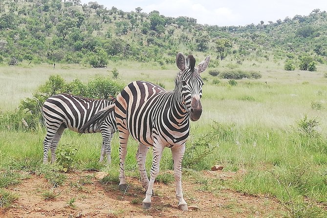 Pilanesberg Safari 3 Days 4 Star Private - Key points at a glance