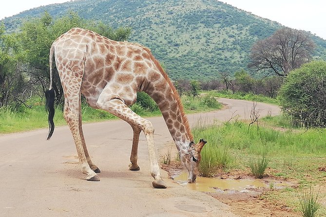 Pilanesberg Safari 3 Days 4 Star Private - Why Pilanesberg works for a short safari