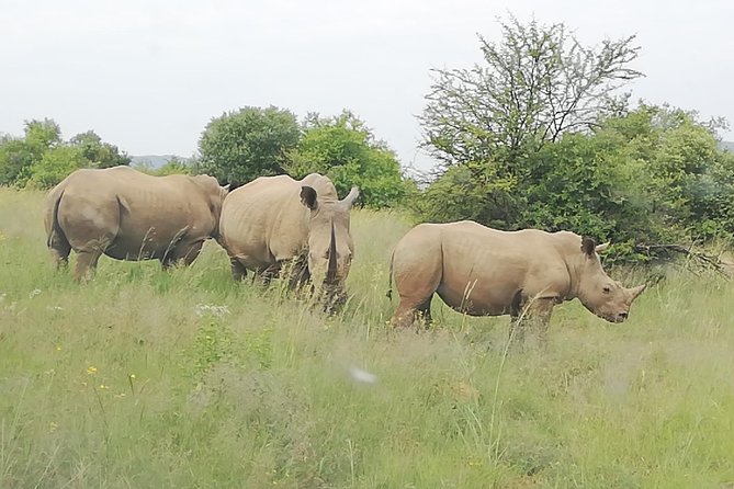 Pilanesberg Safari 3 Days 4 Star Private - A 4-star lodge and the middle of the day