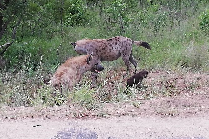 Pilanesberg Safari 3 Days 4 Star Private - The second and third days